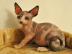 Canadian Sphynx Babys mit Schnurrhaaren