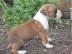 Boxerwelpen suchen ein nettes zu Hause