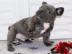 Blaue franz?sische Bulldogge-Welpen