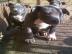 Top American Pit Bully H?ndinnen und R?d