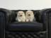 Wundersch?ne Chow Chow Welpen
