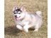 Atemberaubende Pomsky Welpen zur adoptio