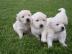 2 Wundersch�ne reinrassige Golden Retrie