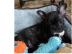Freiatmende Franz�sische Bulldoggen Welp