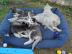 Gesunde Siberian Husky Welpen. 