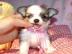 Zuckers��e Reinrassige Mini Chihuahua we