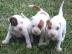 gesunde pitbull welpen zur verf�gung