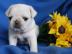 KOSTENLOS Wei? Mops welpen