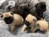 Sportliche Mops Welpen mit Stammbaum-Ahn