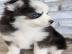 Teetasse Pomsky Welpen
