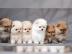 Zuckers?sse s??e Pomeranian Zwergspitz W