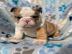 S��e Englische Bulldoggen Welpen whatsap