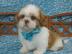 Erstaunlich, shih tzu Welpen-R�de
