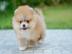 Pomeranien-Zwergspitz-WHATSAPP. . +4368110