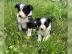 Sch?ne Border Collie welpen