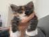 Zuckers��es Maine-Coon-K�tzchen sucht ei