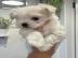 maltesische Welpen