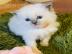 Zuckers��e Ragdollkitten mit Stammbaum