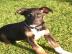 Rottweiler Welpen mit ADRK Papieren!