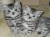 Neujahr BKH Kitten Katzenbabys Babykatze