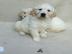 Sch?ne Golden Retriever Welpen