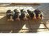 wundersch�ner Berner sennen welpen Suche