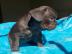 Franz�sische Bulldoggen R�den