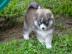Pomsky welpen
