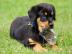 Rottweiler Welpen suchen ein neues zuhau