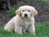 Goldene Retiever Terrier Welpen. 