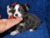 Mini Chihuahua welpen mit Papieren