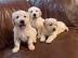 Wundersch?ne golden Retriever Welpe