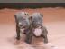 American PitbullTerrier Welpen zu VERKAU