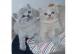 Unsere gesunden BKH Kitten suchen ein ne