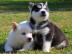 Noch 3 Sieberian Huskys zu vergeben