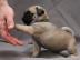 Bildsch�ne, reinrassige Mops Welpen R�de