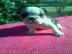 s??en Englische Bulldogge Welpen WhatsAp