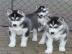 Reinrassige Siberian Husky Welpen mit Pa