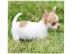 ((S��e Chihuahua-Welpen, Langhaar, warte