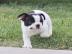 French Bulldog Puppy