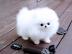 MINI POMERANIAN ZWERGSPITZ BOO WELPEN ZU