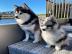 Pomsky Welpen. 