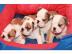 Reinrassige Englische Bulldogge Welpen m