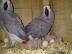 Graupapageien babys und macaw papageien