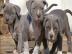 Reinrassige American PitBull Terrier Wel