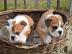 Wundersch�ne s��e Englische Bulldogge