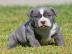 gesunden pitbull terrier welpe