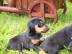 Dobermann Welpen von Privat