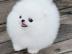 KOSTENLOS Pomeranian Zwergspitz welpen
