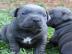 American Pit Bull Terrier welpen